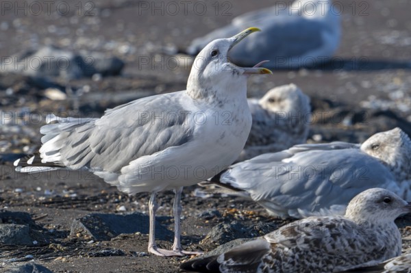 Caspian gull (Larus cachinnans) calling in seagull colony along the North Sea coast in late summer,