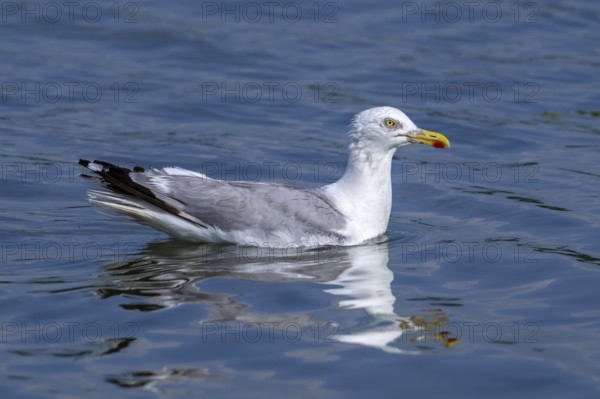 European herring gull (Larus argentatus) adult seagull swimming in sea water along the North Sea