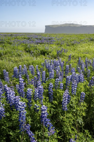Flowering lupins, Icelandic landscape, Iceland, Europe