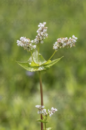 Buckwheat (Fagopyrum esculentum), Emsland, Lower Saxony, Germany, Europe