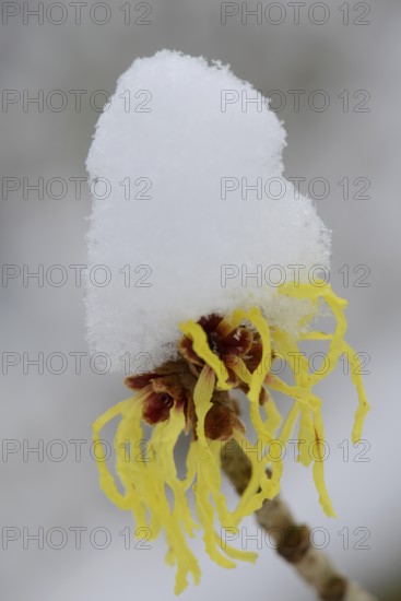 Witch hazel (Hamamelis mollis Pallida) in the snow, Emsland, Lower Saxony, Germany, Europe