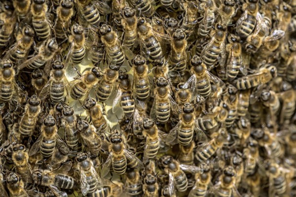 Bee colony, many bees, Western or European honey bee (Apis mellifera), wild construction of natural