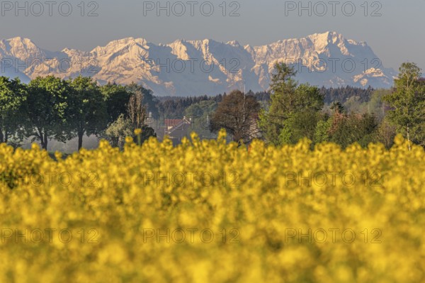 Rape, rape field, mountain landscape, spring, Icking, view of Zugspitze, Alpspitze, Wetterstein