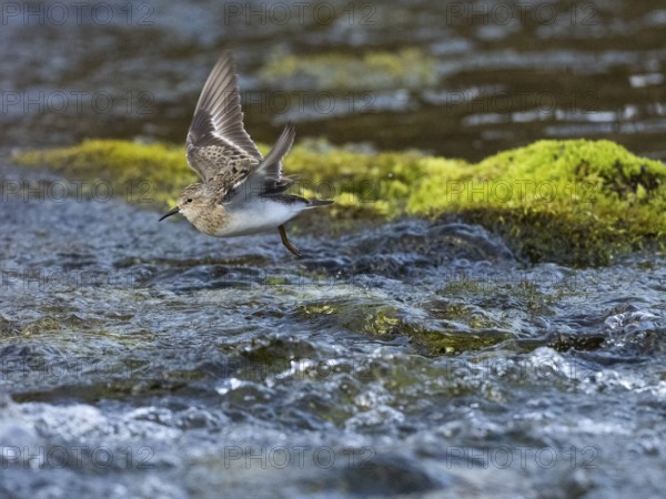 Temminck's Stint (Calidris temminckii), flying across a stream, Finnmark, Norway, Europe
