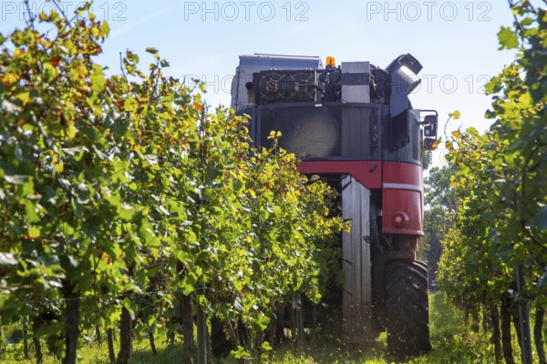 Harvest of Sankt Laurent red wine grapes in the Palatinate