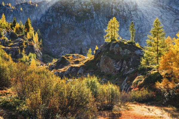 Autumn-coloured vegetation in the Valais Alps, Canton Valais, Switzerland, Europe