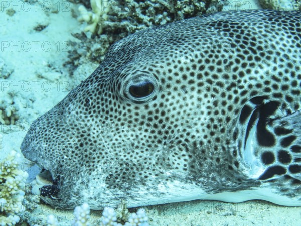 Star puffer (Arothron stellatus), dive site reef Bluff Point, Red Sea, Egypt, Africa