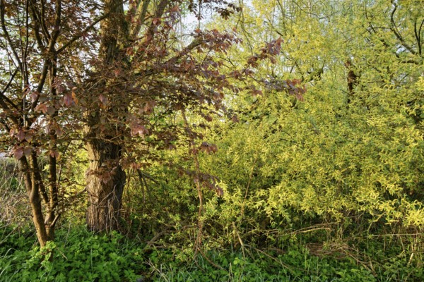 Wetland biotope with trees and bushes in spring in the Hamburg Vier- und Marschlanden. Kirchwerder,