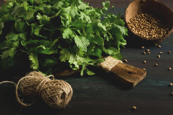Bunch of fresh Cilantro, coriander seeds, on a dark wooden table, close-up, top view, no people.