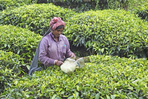 Indian tea picker on a tea plantation, Thekkady, Kerala, India, Asia