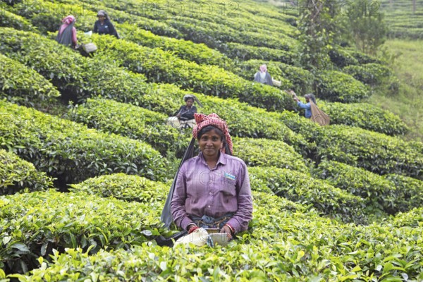 Indian tea picker on a tea plantation, Thekkady, Kerala, India, Asia