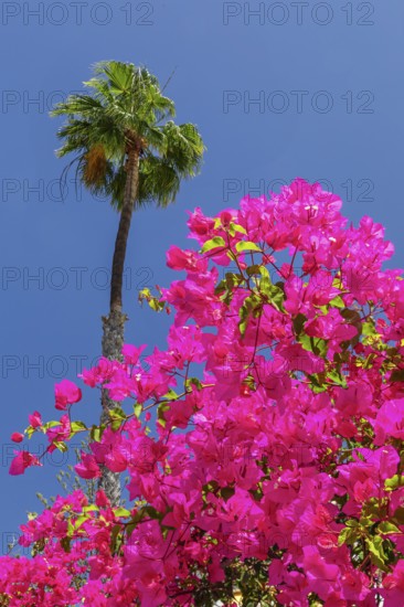 Anfi del Mar, Playa de la Verga, Arguineguin, Gran Canaria, Canary Islands, Spain, Anfi del Mar,