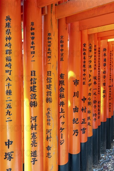 Torii gates, Fushimi Inari-Taisha shrine, Kyoto, Japan, Asia