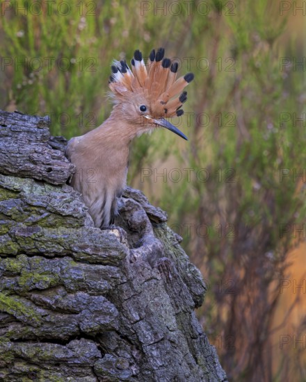 Hoopoe (Upupa epops) Bird of the Year 2022, young bird in the breeding cave, bonnet erected,