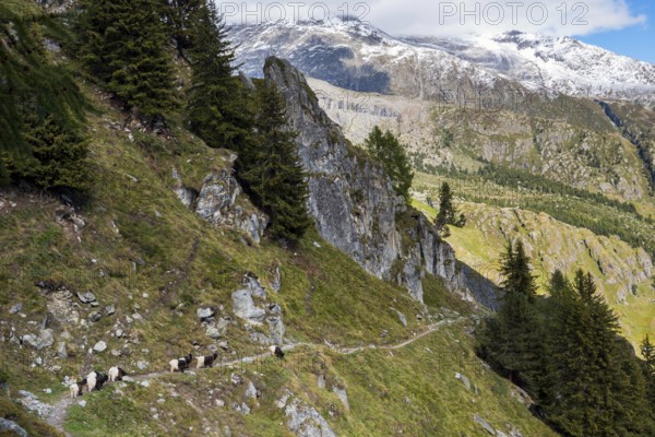 Hiking trail with herd of goats, hiking, hiking trail, tourism, mountain hike, Aletsch Arena,