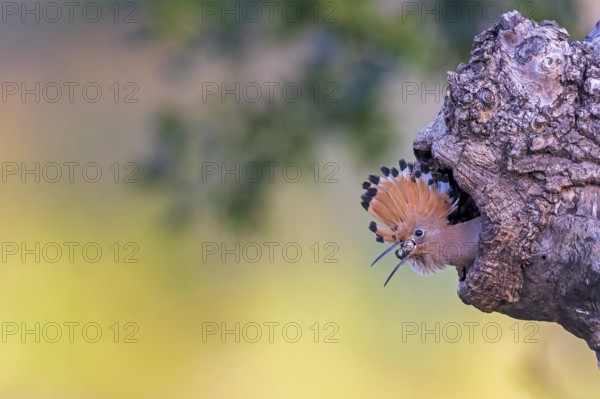 Hoopoe (Upupa epops) Bird of the Year 2022, with beetle larva as food, young bird with food in the