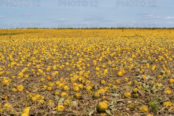 Field with Styrian oil pumpkins, partly dried up due to the drought in summer 2020, on the Lower