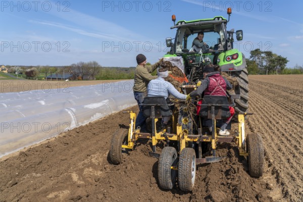 Asparagus farm, asparagus plant, planted in a field, with a planting machine, after a good year the