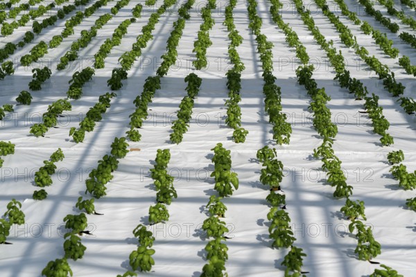 Agriculture, herb nursery, basil seedlings, growing in a greenhouse
