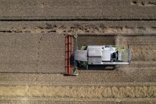 Agriculture, grain harvest, wheat, combine harvester harvesting in a wheat field, near