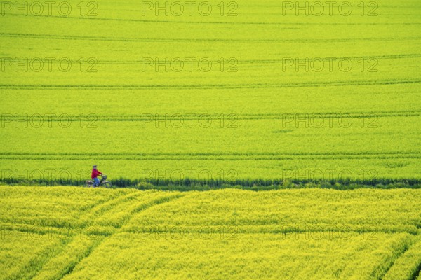 Cereal fields in spring, still green and fresh in growth, field path, cyclist, North