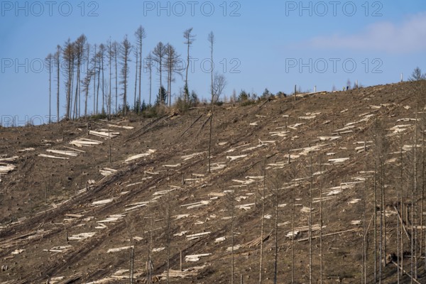Cleared forest area north of the village of Öventrop, district of Arnsberg, dead spruce stands were
