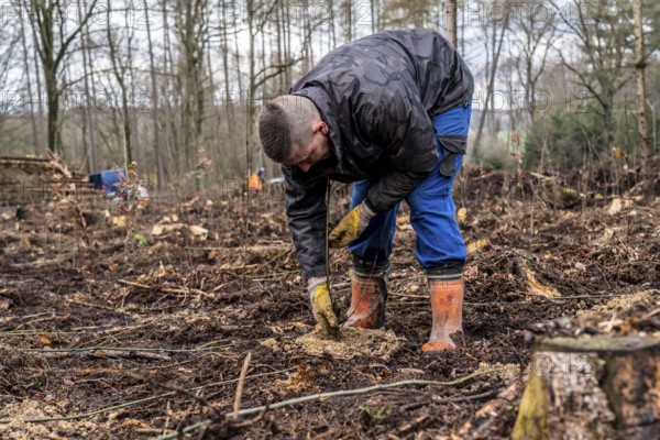 Reforestation in the Arnsberg Forest near Rüthen-Nettelstädt, Soest district, forestry workers