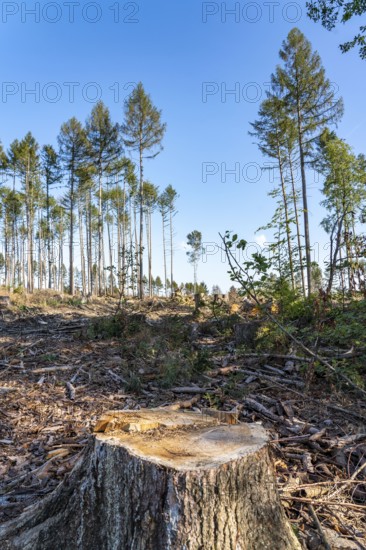 Forest dieback in Arnsberg Forest, northern Sauerland, few intact trees, dead spruce trees, partly