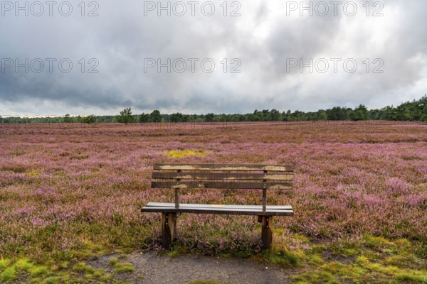 The Osterheide, in the Lüneburg Heath nature reserve, near Schneverdingen, Lower Saxony, Germany,
