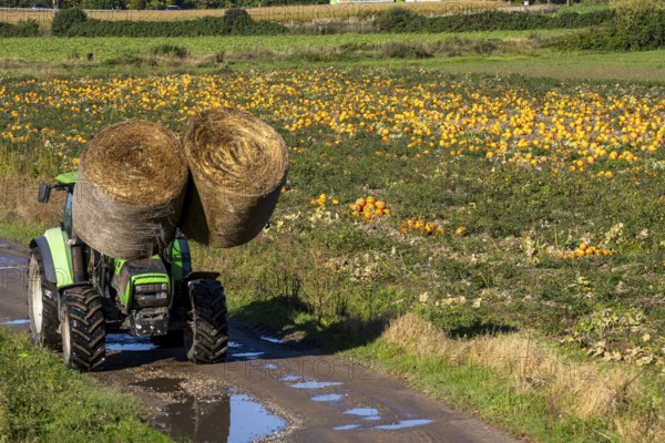 Pumpkin field, ripe pumpkins, shortly in front of harvest, tractor, transporting hay bales, near