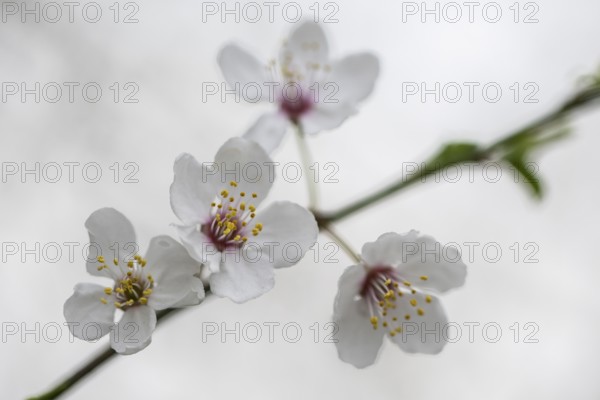 Myrobolane (Prunus cerasifera), Emsland, Lower Saxony, Germany, Europe