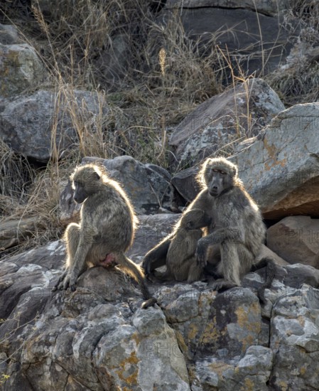 Chacma baboons (Papio ursinus), mother suckling young, sitting on stones, Kruger National Park,