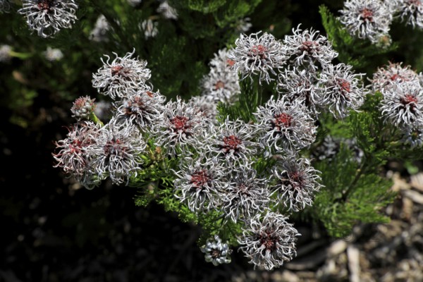 Serruria fucifolia (Serruria fucifolia), flowers, flowering, bush, fynbos, Kirstenbosch Botanical