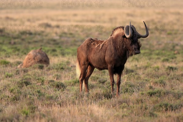 White-tailed wildebeest (Connochaetes gnou), adult, alert, Mountain Zebra National Park, Eastern