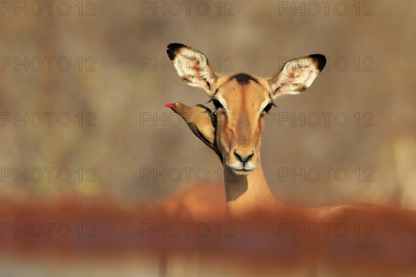 Black heeler antelope (Aepyceros melampus), adult, female, portrait, with red-billed oxpecker