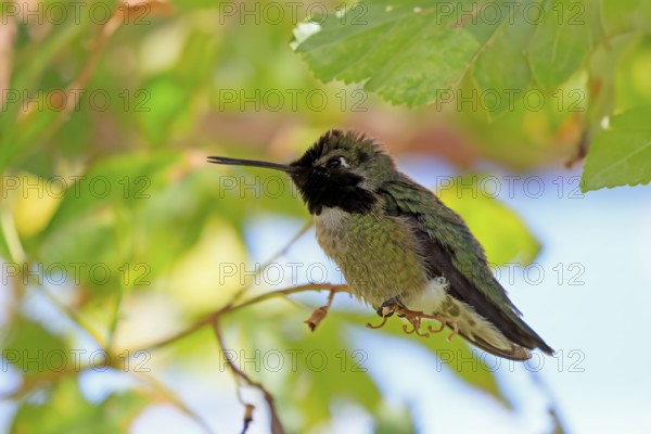 Costacolibri, (Calypte costae), adult, male, in perch, Sonora Desert, Arizona, North America, USA,