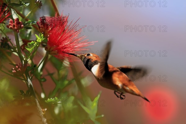 Rufous hummingbird (Selasphorus rufus), adult, male, flying, on flower, foraging, Sonoran Desert,