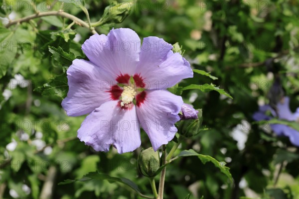 Shrub marshmallow (Hibiscus syriacus), Syrian marshmallow, garden marshmallow, flowering,
