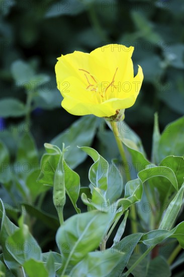 Common evening primrose (Oenothera biennis), flowering, flower, Ellerstadt, Germany, Europe
