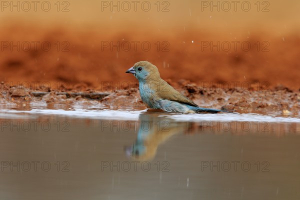 Angolan butterfly finch (Uraeginthus angolensis), blue-eared butterfly finch, adult, at the water,