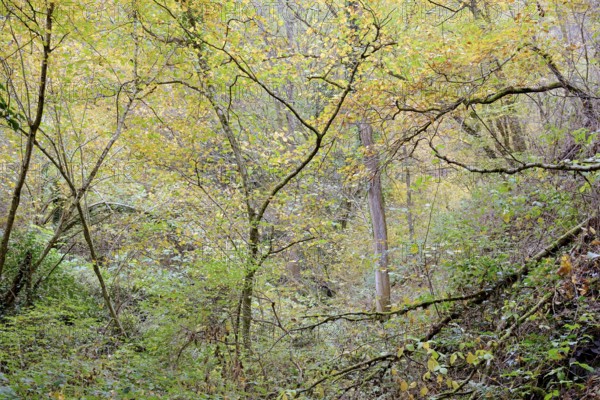 Dortebach valley, autumn atmosphere in the narrow side valley of the Moselle, Rhineland-Palatinate,