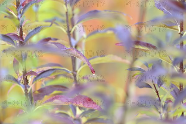 Ornamental shrub, autumnal foliage with raindrops, Moselle, Rhineland-Palatinate, Germany, Europe