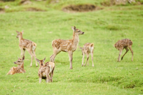 Red deer (Cervus elaphus) fawns on a meadow in the mountains in tirol, herd, Kitzbühel, Wildpark
