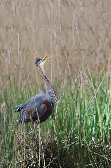 Purple heron (Ardea purpurea) at the nest, Baden-Württemberg, Germany, Europe