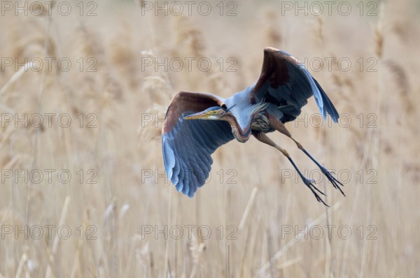 Purple heron (Ardea purpurea) in flight, Baden-Württemberg, Germany, Europe