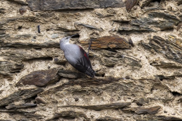 Wallcreeper (Tichodroma muraria) foraging on a wall, wildlife, Germany, Europe