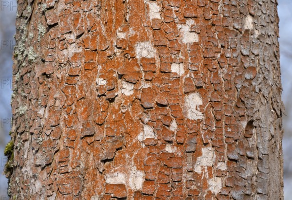 Tree with red bark, bark, green algae (Trentepohlia aurea), Thuringia, Germany, Europe