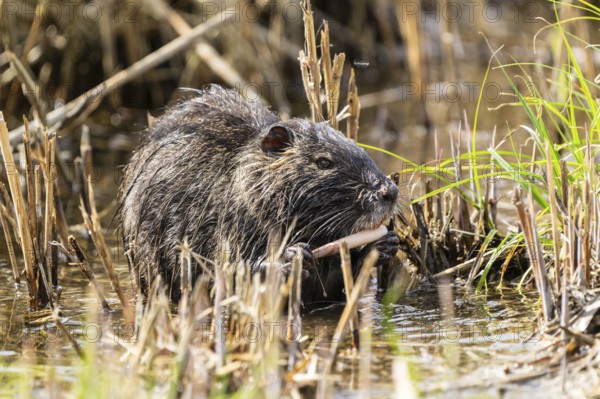 Nutria (Myocastor coypus), beaver rat, foraging in reeds, wildlife, Germany, Europe