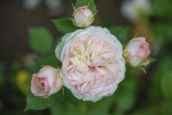 Double rose blossom and buds (Rosa), Bavaria, Germany, Europe