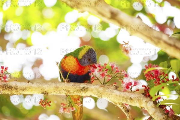Rainbow lorikeet eating flowers of a sub-tropical rainforest tree Syzygium moorei or Coolamon tree